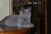 Британские элитные котята из питомника Elite Pride г.Иваново продам