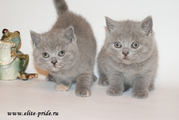 британский голубой котенок из питомника Elite Pride г.Иваново