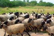 Элитные овцы романовской породы
